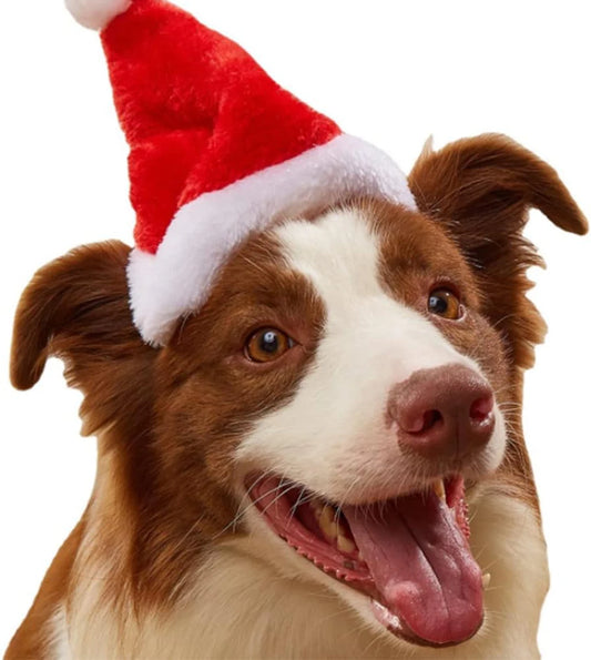 Pet Santa Hat for Christmas